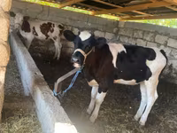 Mucca, Russian Black pied cattle — foto 1
