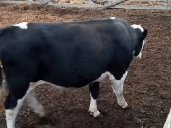 Bull, Holstein breed — Russia