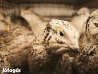 Quails — foto 1
