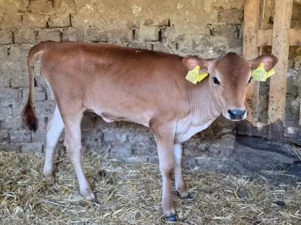 Cow, Jersey breed — Hungary