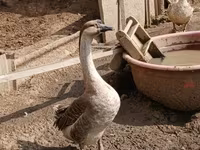 Geese — عکس 1