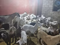 بز ماده, بز — عکس 3