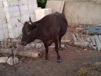 Krava, Skot — foto 2