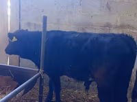 Toro, Aberdeen Angus — foto 2