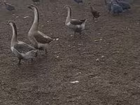 Geese — الصورة 1