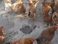 ไก่เดนมาร์ก — รูปภาพ 4