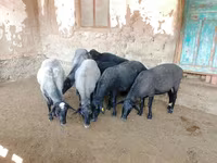 Овца, Romanov sheep — снимка 3