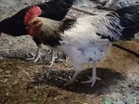 Chickens — foto 5