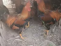 Chickens — foto 2