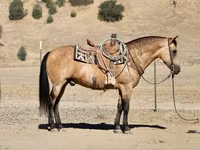 Kuda jantan, Quarter Horse — foto 3