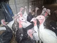 Turkeys — 사진 1