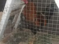 Chickens — foto 1