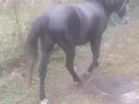 Kuda jantan, Horses — foto 3