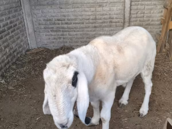 Sheep, Sheep — Kyrgyzstan