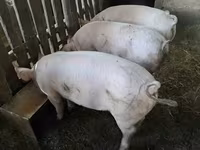 Babi betina — foto 1