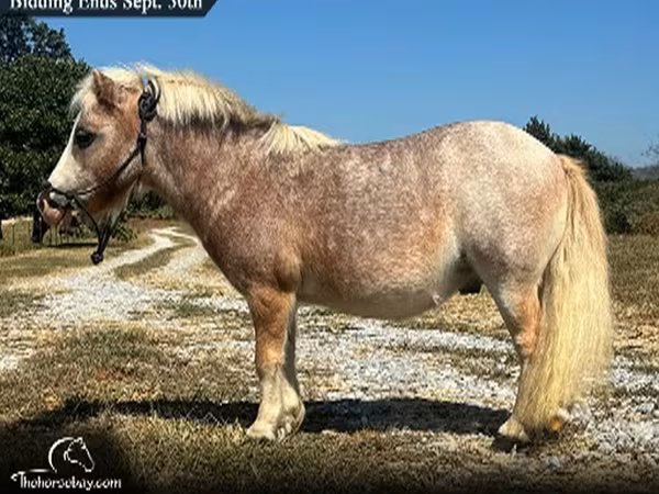 Pastuv, Miniature horse