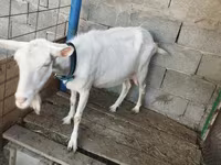 بز ماده, Saanen goat — عکس 1