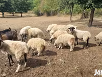 雌羊, Tsigai sheep — 写真 1