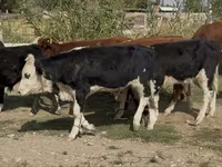 گاو نر, Simmental cattle — عکس 4