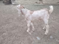 Kambing jantan, Nubian Goat — foto 2