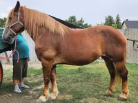 ม้าตัวเมีย, Hungarian horse breed — รูปภาพ 1