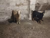 بز نر, بز — عکس 3