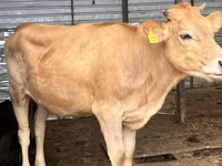 Lo’, Swiss cattle — sawirka 2