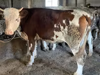 Бик, Simmental cattle — снимка 8