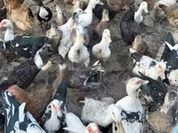 Ducks — foto 2