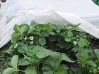 Акция! Белое Агроволокно + UV / Agrostofe + UV 20 gsm / 40 gsm / 50 gsm — снимка 1