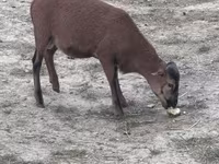Kambing jantan, Goats — foto 4