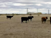 Krava, Swiss cattle — foto 4