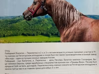 பெண் குதிரை, Arabian horse — புகைப்படம் 4