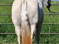 பெண் குதிரை, Quarter Horse — புகைப்படம் 8