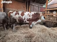 Bulle, Limousin-Kuh — Foto 1