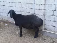 میش, گوسفند — عکس 1