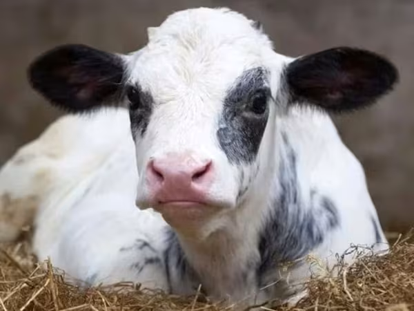 Bull, Holstein breed — Russia