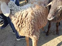 گوسفند (گروه، جنسیت مشخص نشده), گوسفند — عکس 5