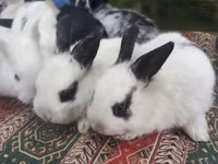 Dovşan yemləri 2-azn, 2.50 Bala Dovşanlar 5azn. Apilka (Yonqar — foto 3