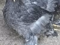براهما — عکس 4