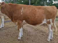 Krava, Simmental cattle — fotografija 1