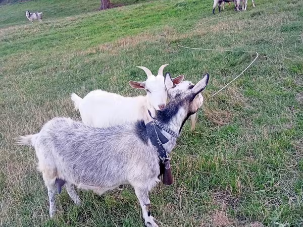Koza, Kozy