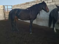 Pastuv, Kushum Horse — fotografija 3