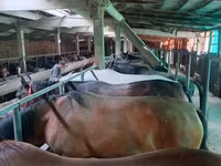 Kuda betina, Horses — foto 6