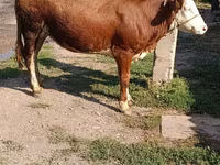 Krava, Simmental cattle — foto 2