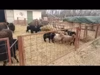 میش, Racka sheep — عکس 6