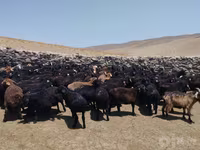 قوچ, گوسفند — عکس 4