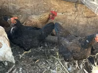 Chickens — foto 7