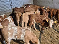 雄牛, Simmental cattle — 写真 7