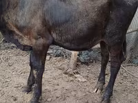 วัวตัวเมีย, Swiss cattle — รูปภาพ 6